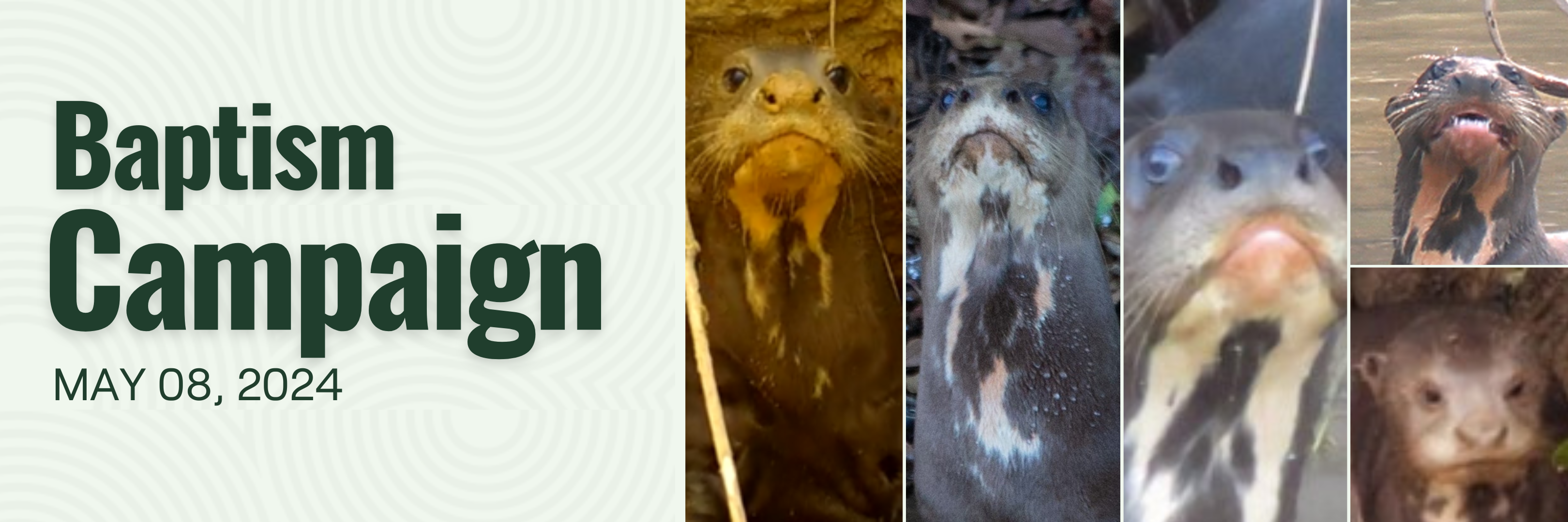 Giant Otter Naming Campaign: Empowering Public Engagement in Biodiversity Conservation