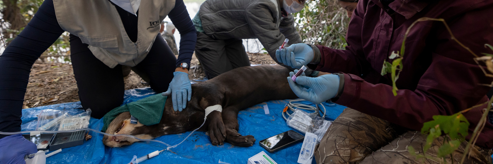 Giant Otter Capture at Passo do Lontra: Monitoring Evaluates Species Health and Environmental Quality