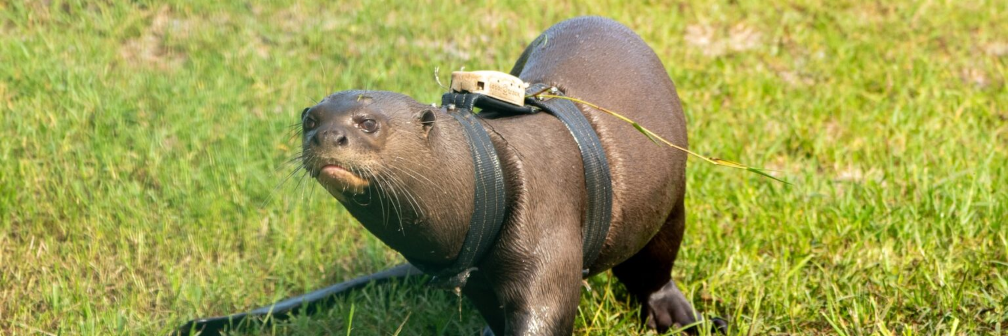 Giant Otters Return to Argentina After 40 Years in Historic Iberá Project