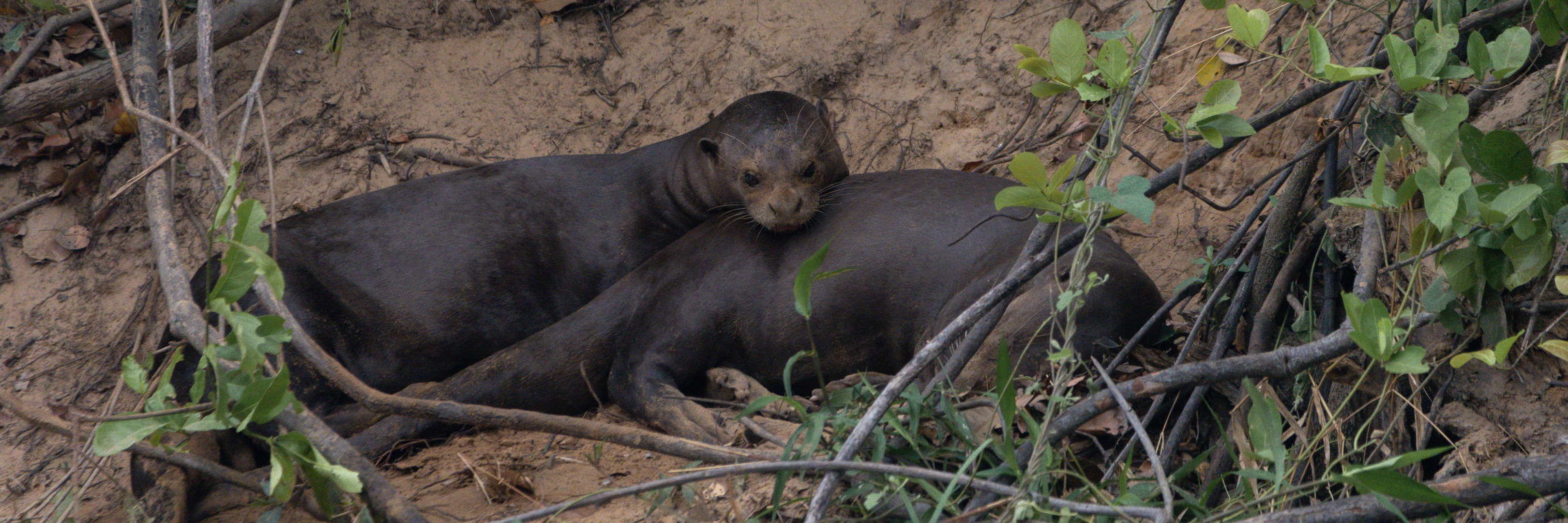 The Giant Otter Project contributes to international publication that sets priorities for giant otter conservation in South America