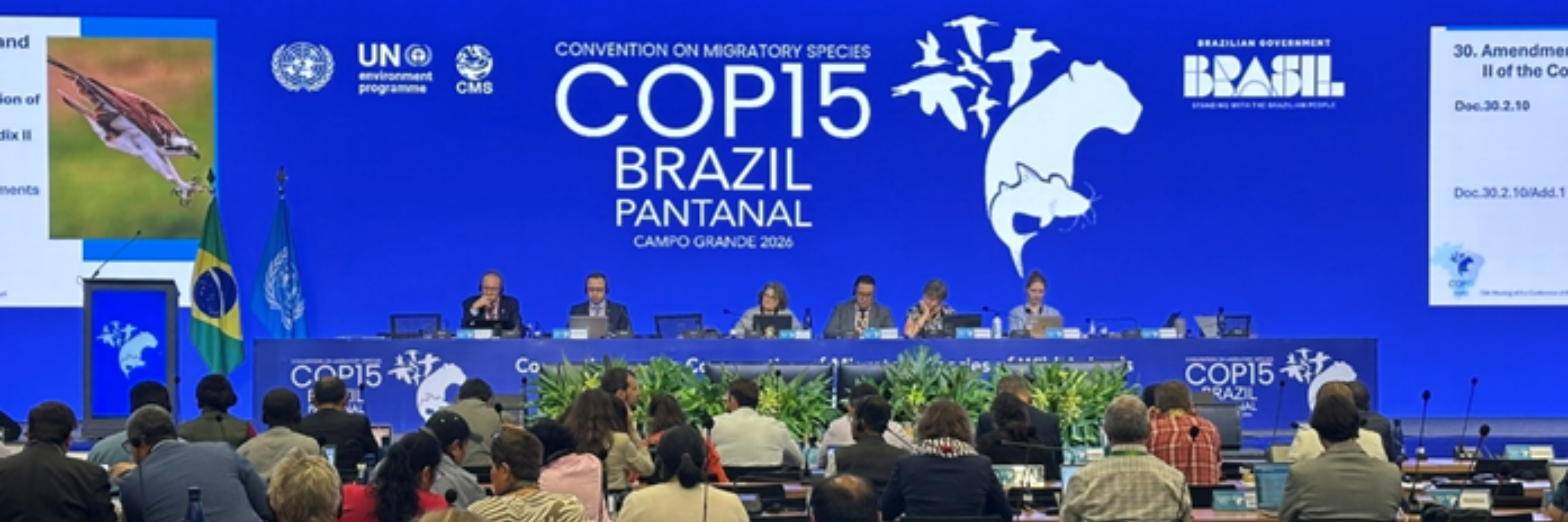 Giant otter included in Appendices I and II of the Convention on Migratory Species