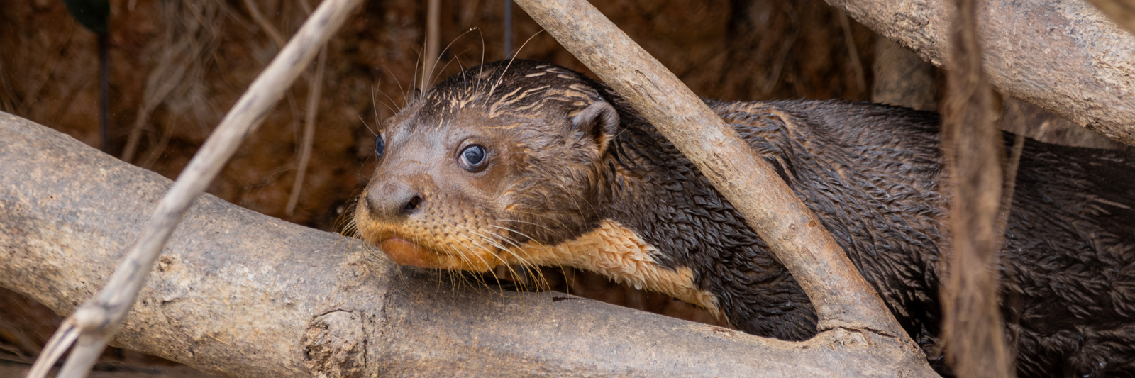 Giant otter moves from “Vulnerable” to “Endangered” on Brazil’s official list of threatened species