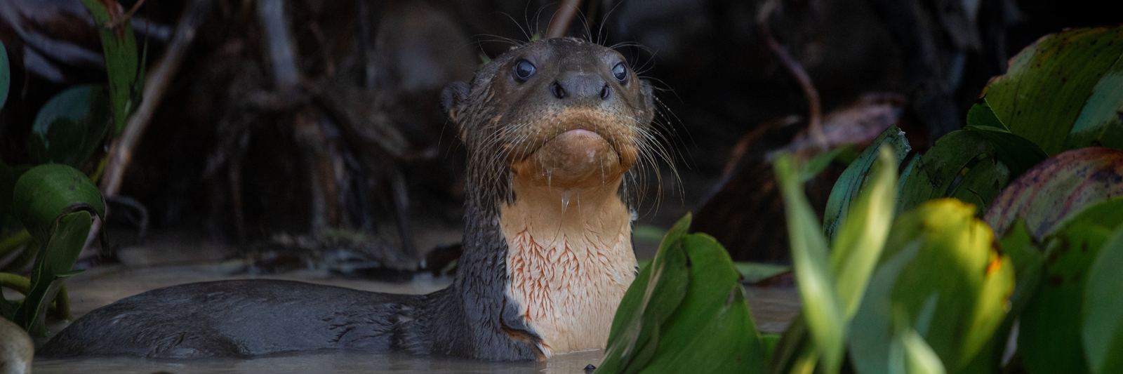 Tourism season and cub season: a period that requires attention in the Pantanal
